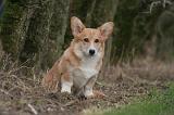 CORGI PEMBROKE 1419